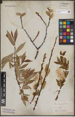 Foto von Salix daphnoides Vill.